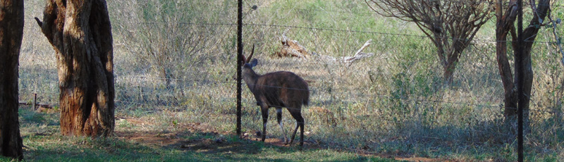 Deer by the camp's fence