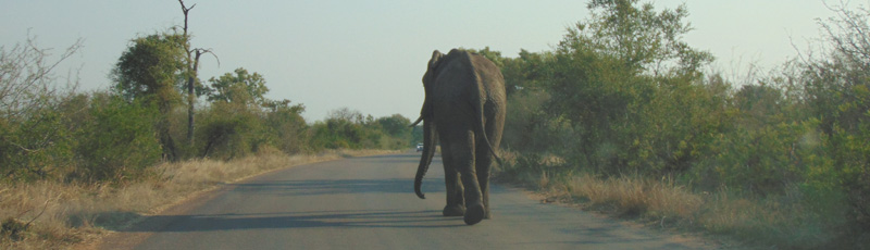 Elefante en la carretera del Parque Kruger