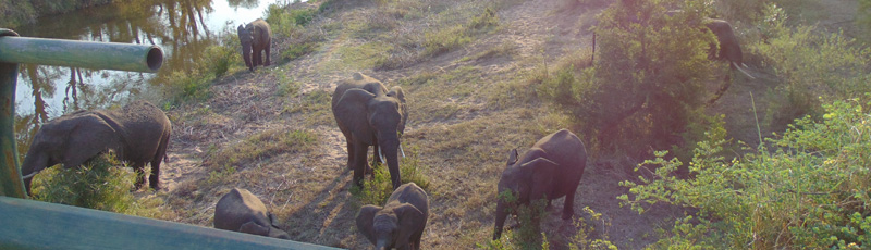 Manada de elefantes en el Parque Kruger