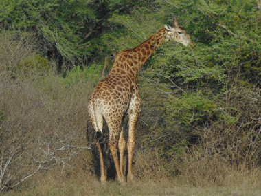 Jirafa en el Parque Kruger