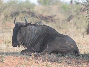 Wildebeest at Kruger N.P.