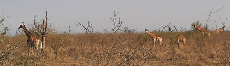 Jirafas en el Parque Hlane