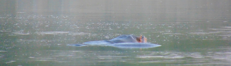 Hippos in the waterhole at Hlane N.P.