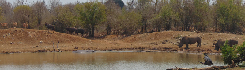 Rinocerontes en el lago del Ndlovu Camp