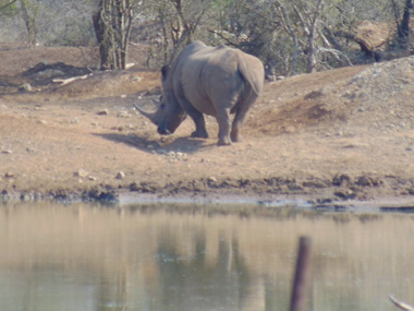 Rhino in the waterhole at Ndlovu Camp