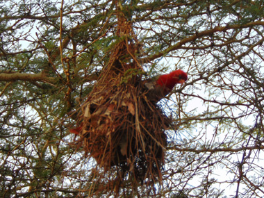 Weaver bird in its nest