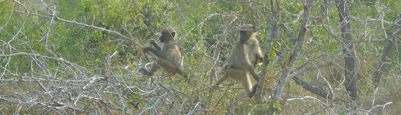 Baboons at Kruger N.P.