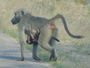 Babuinos en el Parque Kruger