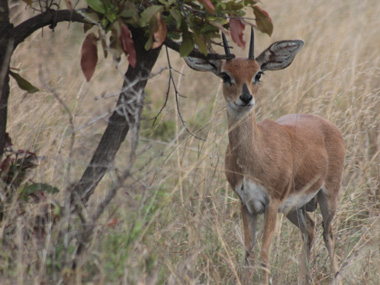 Cra de antlope en el Parque Kruger