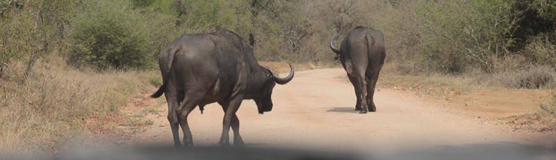 Buffaloes at Kruger N.P.