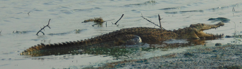 Crocodile at Lower Sabie