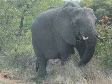 Elefante comiendo en el Parque Kruger
