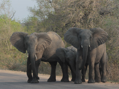 Manada de elefantes cruzando la carretera en el Parque Kruger