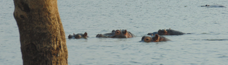 Hippos at Lower Sabie