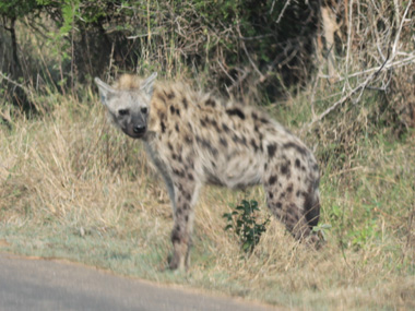 Hiena en el Parque Kruger