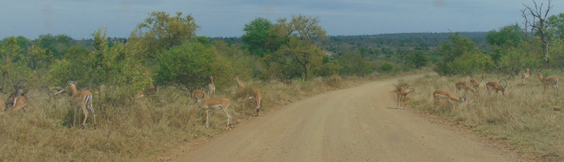 Impalas en el Parque Kruger