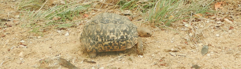 Tortuga en el Parque Kruger