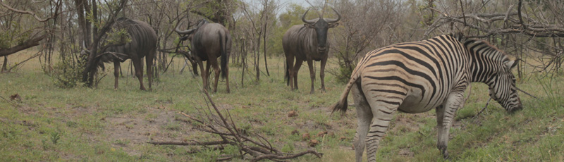 Zebras and wildebeest at Kruger N.P.