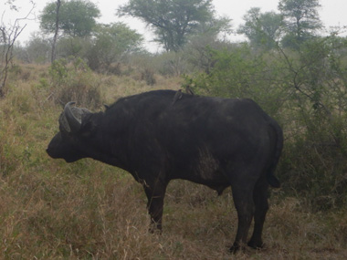 Buffalo at Kruger N.P.