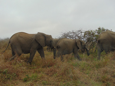 Manada de elefantes en el Parque Kruger
