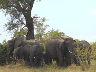 Elefantes en el parque Kruger
