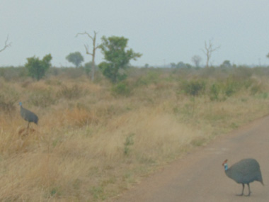 Guineafowls at Lower Sabie