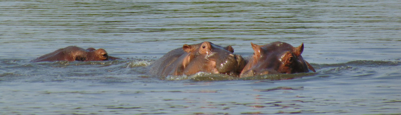 Hippos at Lake Panic