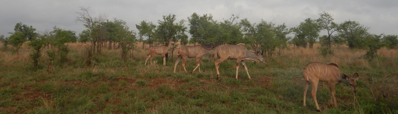 Kudus en el Parque Kruger