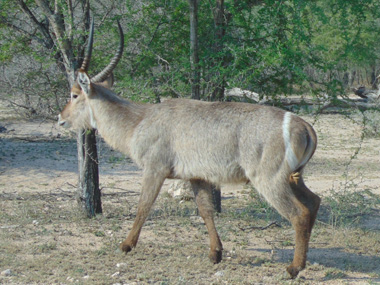 Antlope en el parque Kruger
