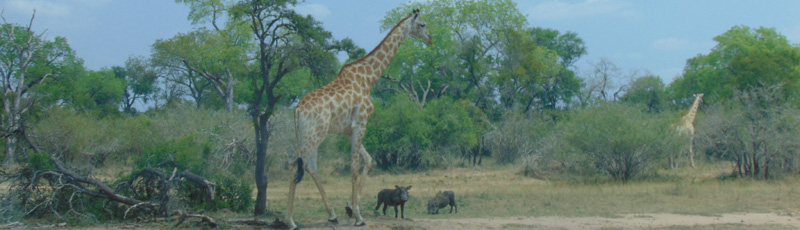 Jirafas y facqueros en el Parque Kruger