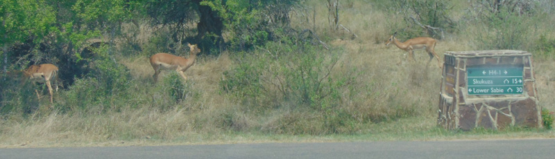 Impalas en el Parque Kruger
