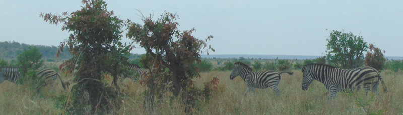 Zebras at Kruger N.P.